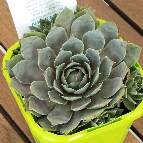 Plant image Sempervivum Blue Boy