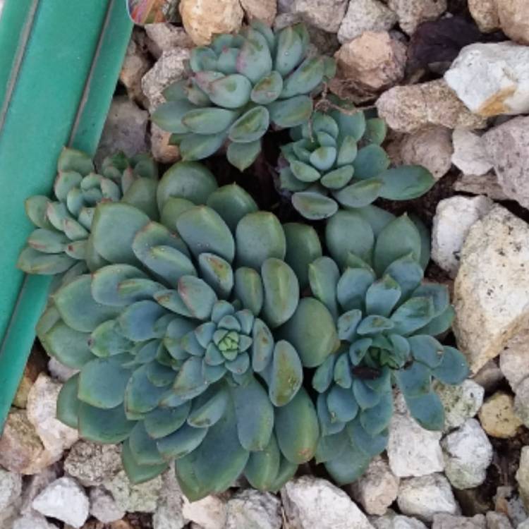 Plant image Echeveria Gusto