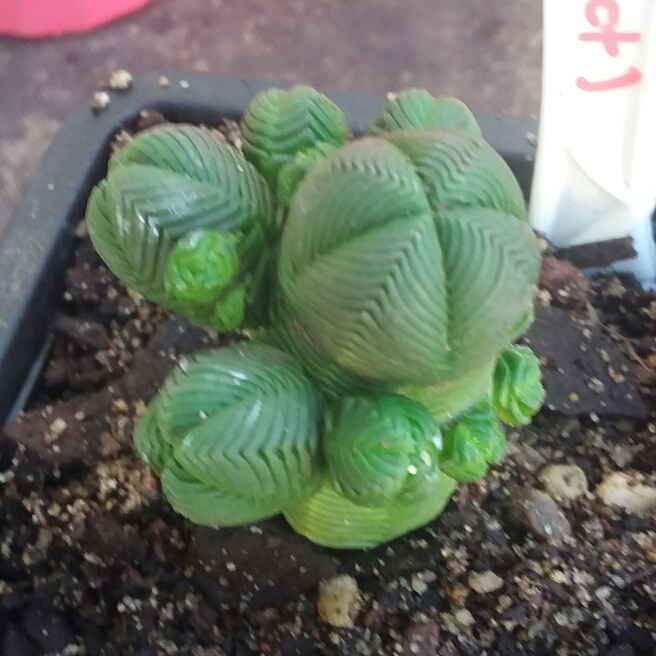 Plant image Crassula quadrangularis syn. Crassula pyramidalis