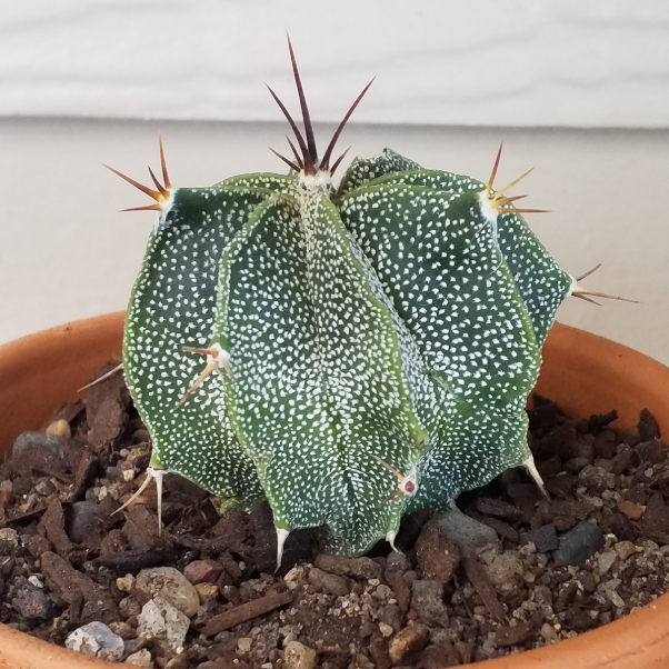 Plant image Astrophytum Ornatum