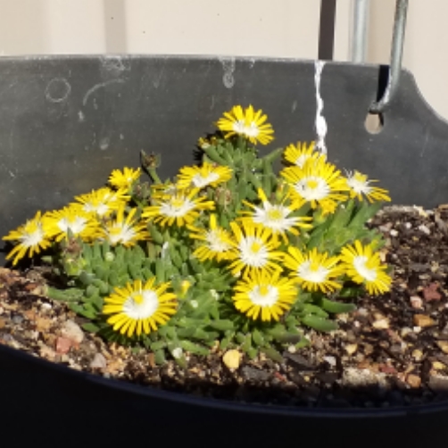 Plant image Delosperma cooperi 'Jewel Of Desert Peridot' (Jewel of Desert Series)