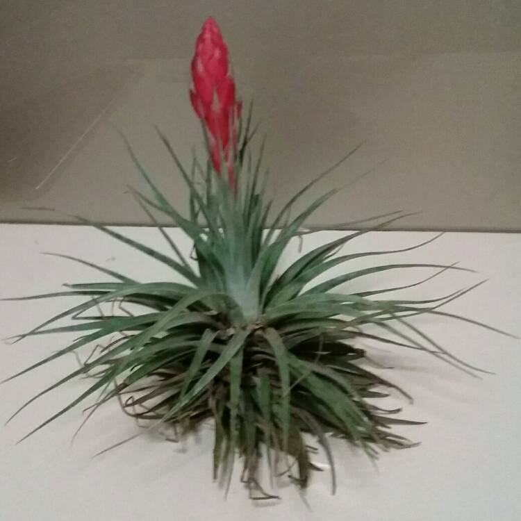 Plant image Tillandsia 'Cotton Candy'