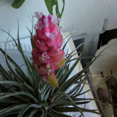 Tillandsia 'Cotton Candy'