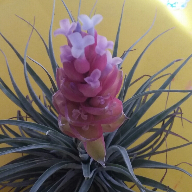 Plant image Tillandsia 'Cotton Candy'