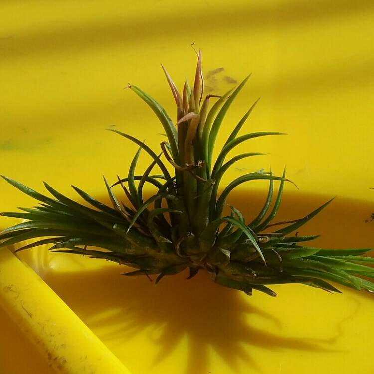 Plant image Tillandsia ionantha 'Fuego'