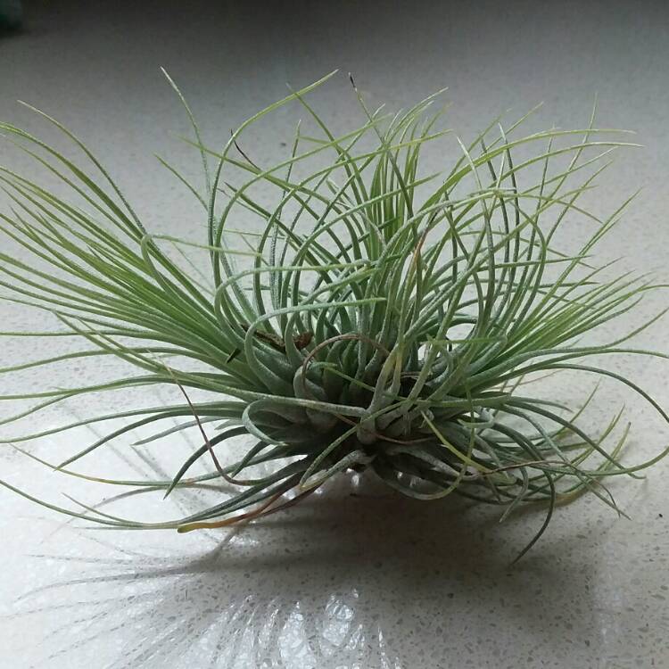 Plant image Tillandsia andreana