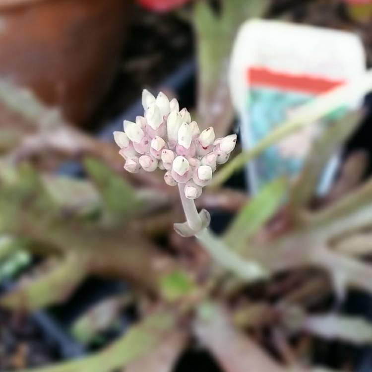 Plant image Kalanchoe Synsepala Form 1 of 3