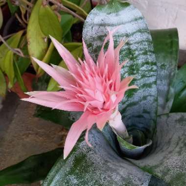 Aechmea fasciata