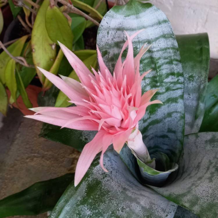 Plant image Aechmea fasciata