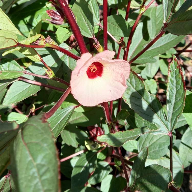 Plant image Hibiscus sabdariffa