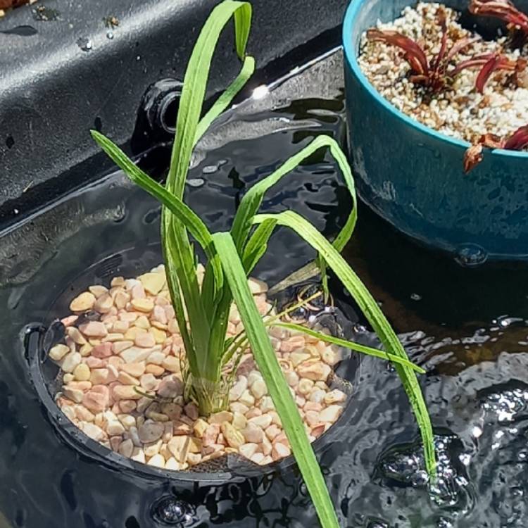 Plant image Hesperantha coccinea 'Jennifer' syn. Schizostylis coccinea 'Jennifer'