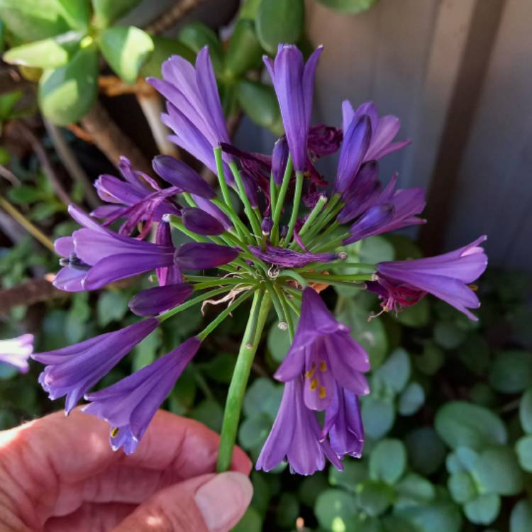 Plant image Agapanthus 'MP003' syn. Agapanthus 'Poppin' Purple', Agapanthus 'Ever Amethyst'