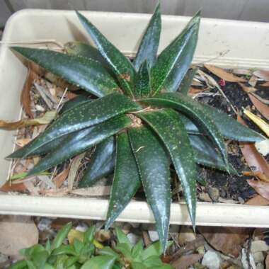 x Gasteraloe