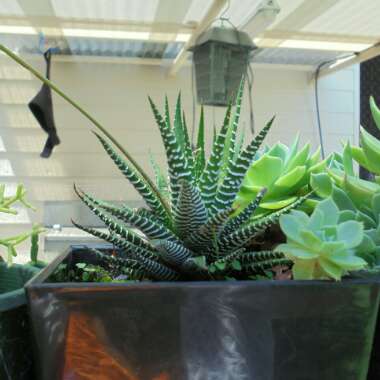 Haworthia Fasciata 'Big Band'