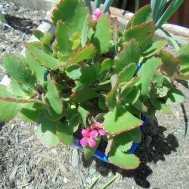 Kalanchoe Blossfeldiana