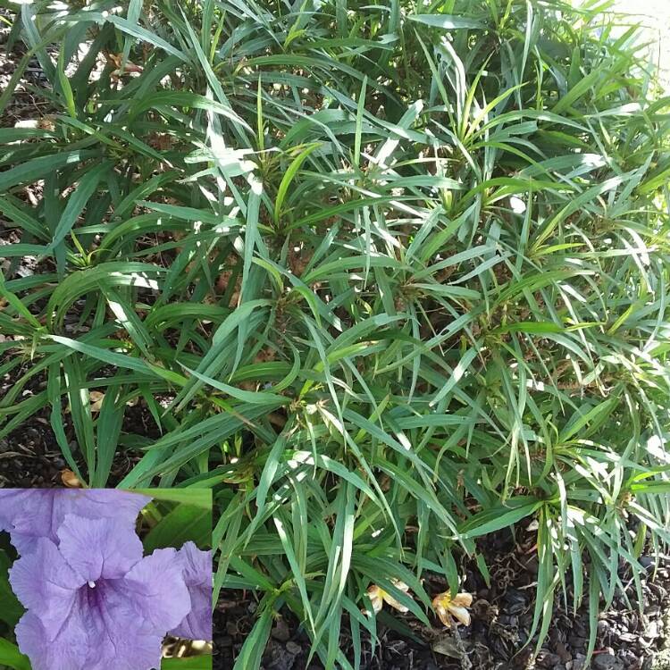 Plant image Ruellia brittoniana 'Purple Showers'