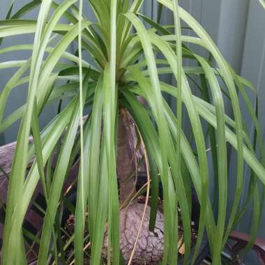 Beaucarnea recurvata