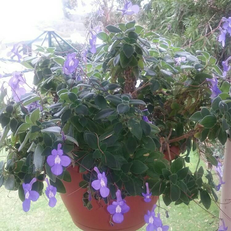 Plant image Streptocarpus caulescens