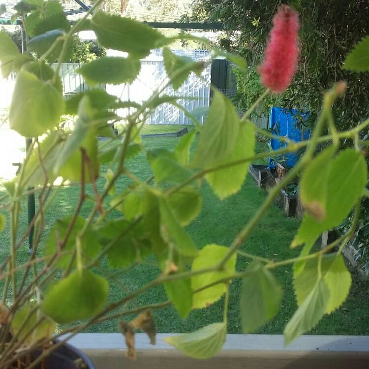 Plant image Acalypha pendula