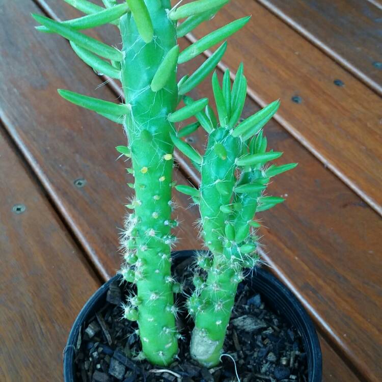 Plant image Austrocylindropuntia subulata