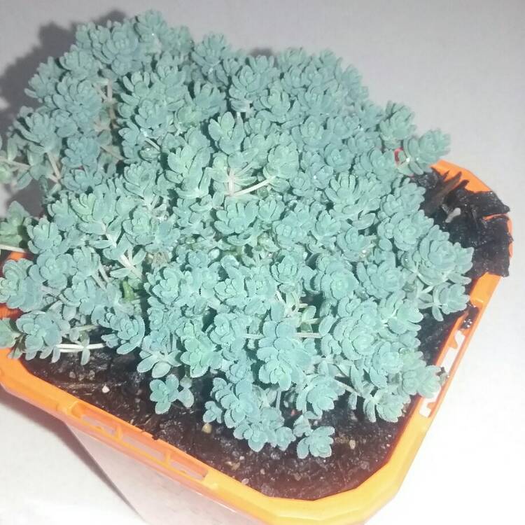 Plant image Sedum Brevifolium