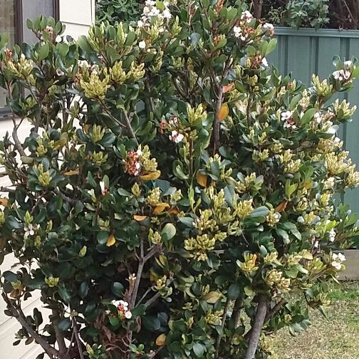 Plant image Rhaphiolepis indica