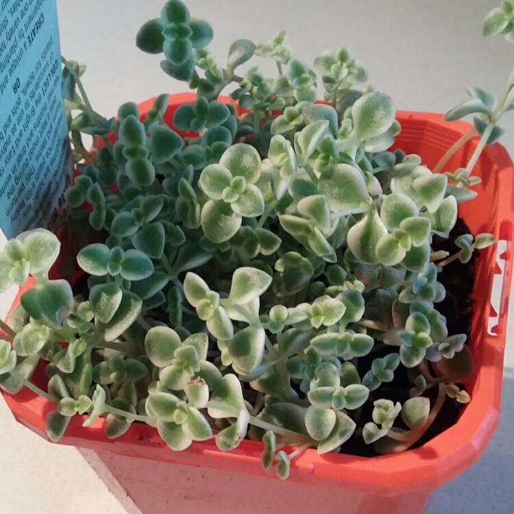 Plant image Crassula Pellucida subsp. Marginalis Variegata