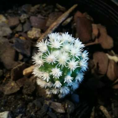 Mammillaria Vetula ssp. Gracillis