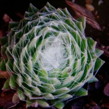 Sempervivum Arachnoideum Cobweb