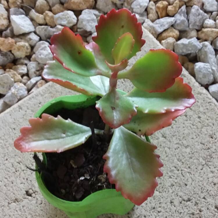 Plant image Kalanchoe 'Sexangularis'