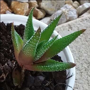 Haworthia Fasciata Concolor