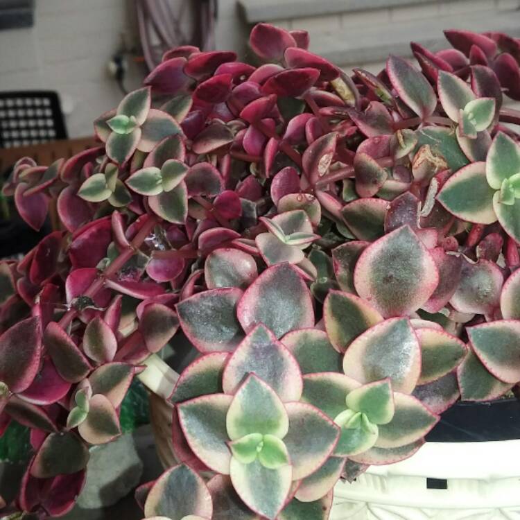 Plant image Crassula 'Isabella'