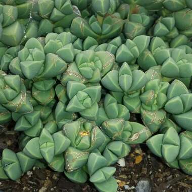 Corpuscularia lehmannii syn. Delosperma lehmannii