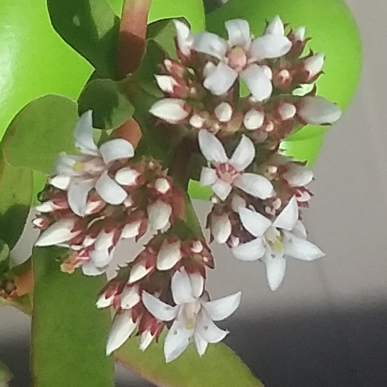 Plant image Crassula rubricaulis