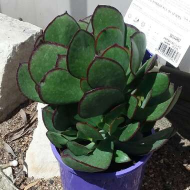 Cotyledon 'Ace of Spades'