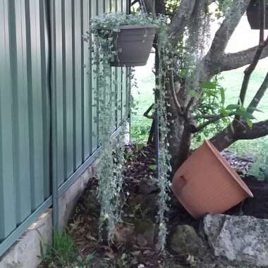 Dichondra argentea 'Silver Falls'