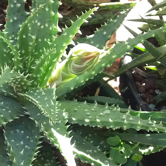 Plant image Aloe humilis