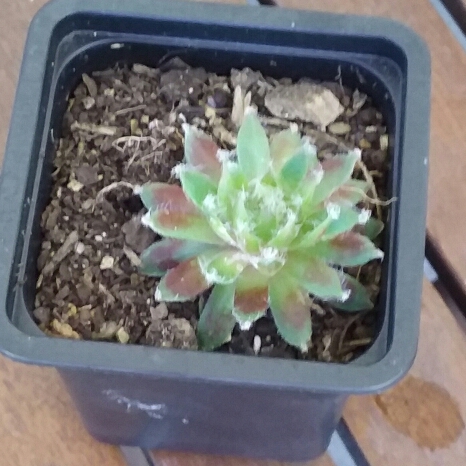 Plant image Sempervivum Winter Red