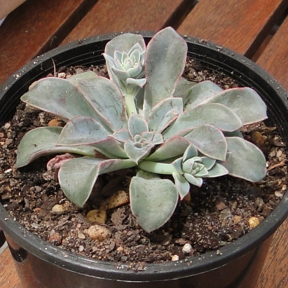 Plant image Echeveria Fantastic Fountain