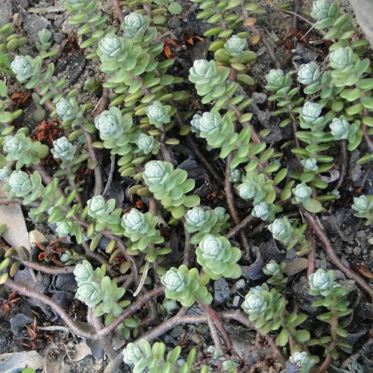 Plant image Sedum 'Star Carpet'