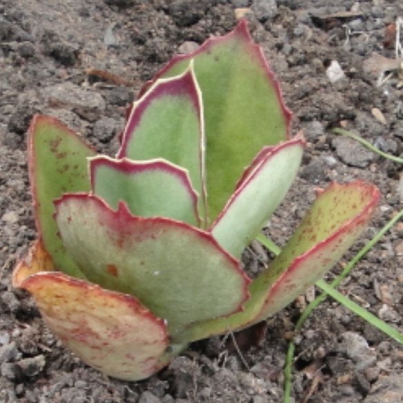 Plant image Kalanchoe Synsepala