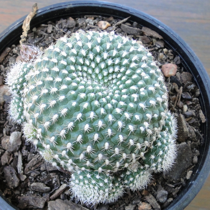 Plant image Rebutia minuscula 'Krainziana' syn. Rebutia krainziana