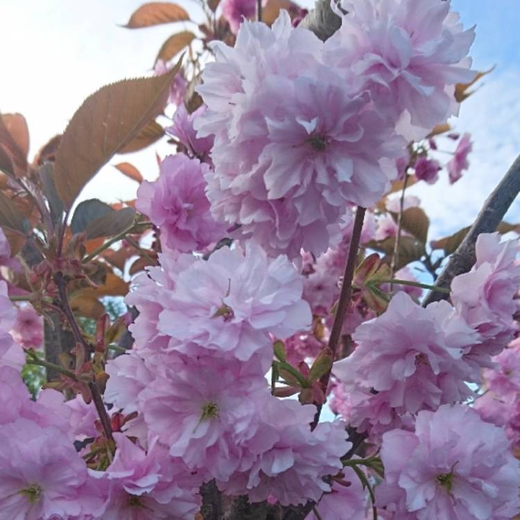 Plant image Prunus 'Kanzan'