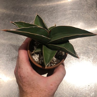 Sansevieria ehrenbergii