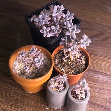 Graptopetalum Tricolour