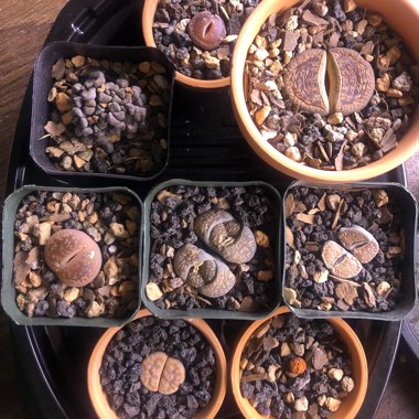 Lithops