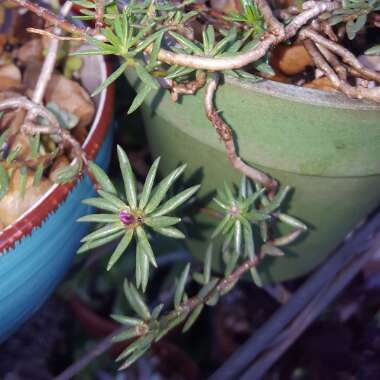 Portulaca grandiflora