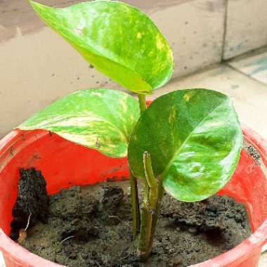 Epipremnum aureum  syn. Epipremnum pinnatum 'Aureum', Scindapsus aureus, Pothos aureus, Rhaphidophora aurea