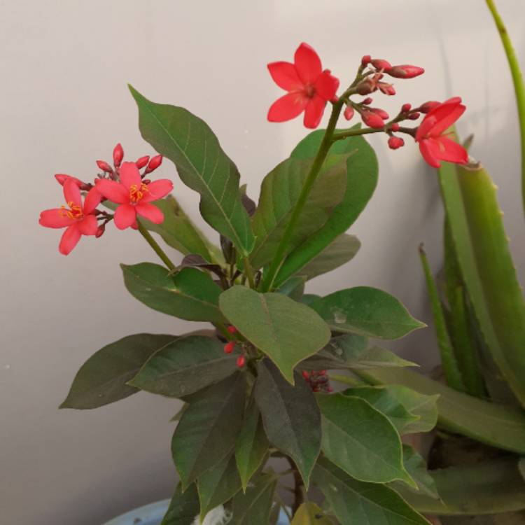 Plant image Jatropha