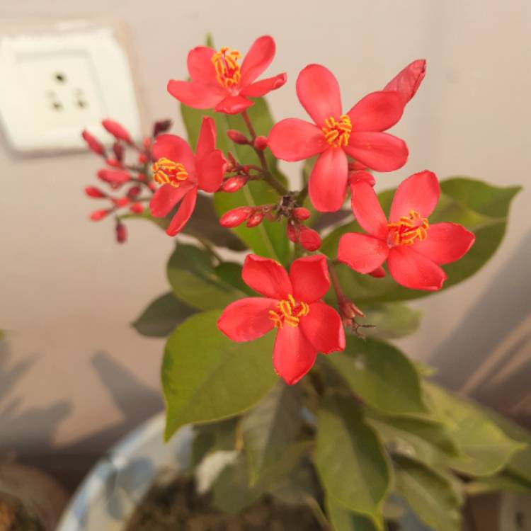 Plant image Jatropha